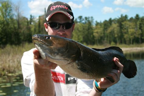 wisconsin fishing license cost|Bowfin, mudfish, swamp bass  Whatever, it's tournament time.